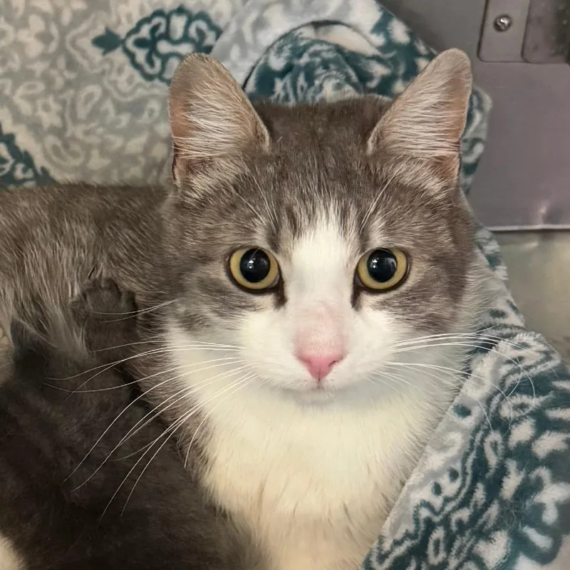 An adult medium-sized female White Domestic Short Hair cat named Lady Bug for adoption in Lakewood, CO