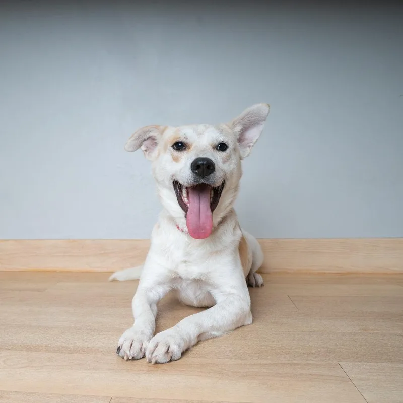 An adult medium-sized male White / Cream Cattle Dog dog named Linguini D for adoption in Minnetonka, MN