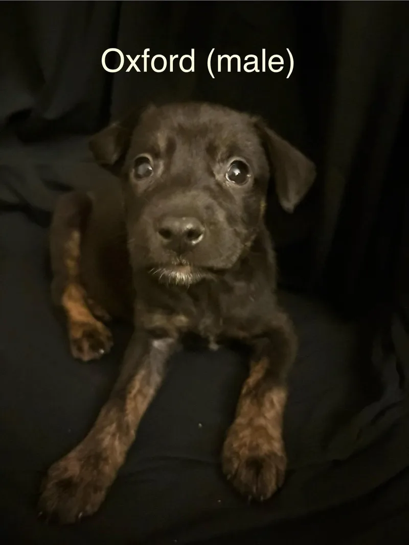 A baby medium-sized male Labrador Retriever dog named Oxford  The Campus for adoption in Holly Springs, NC
