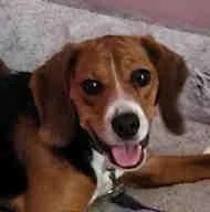 A young small-sized male Tricolor (Brown, Black, & White) Beagle dog named Bogey for adoption in Atco, NJ