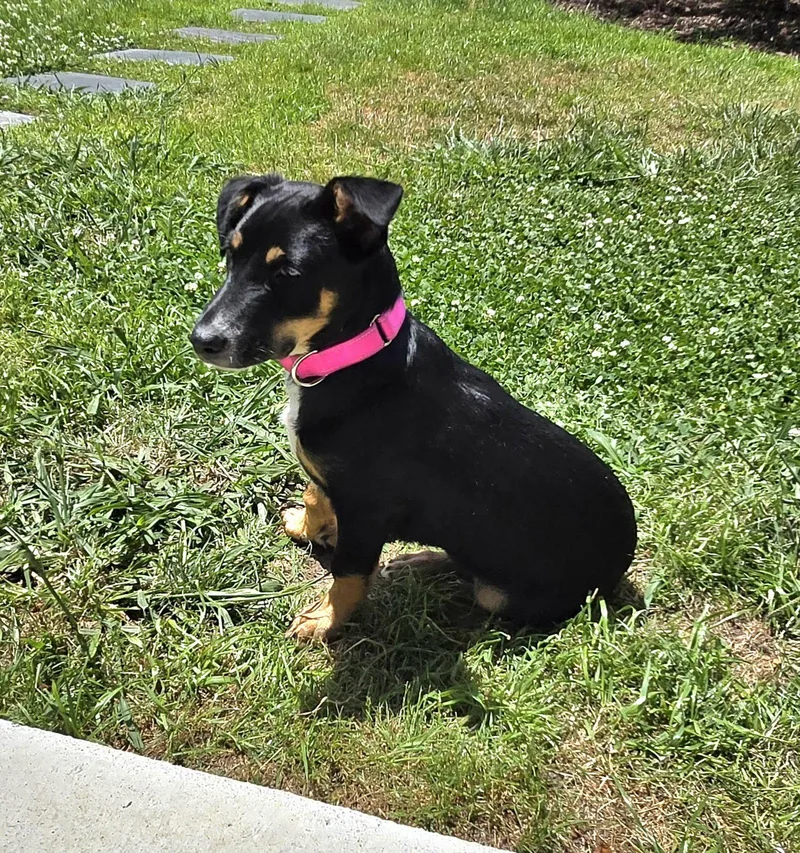 Nala thumbnail 2