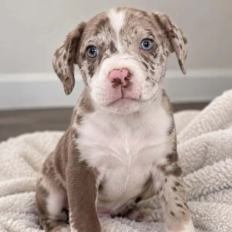 A baby small-sized male Brown / Chocolate Australian Shepherd dog named Beast for adoption in Tampa, FL