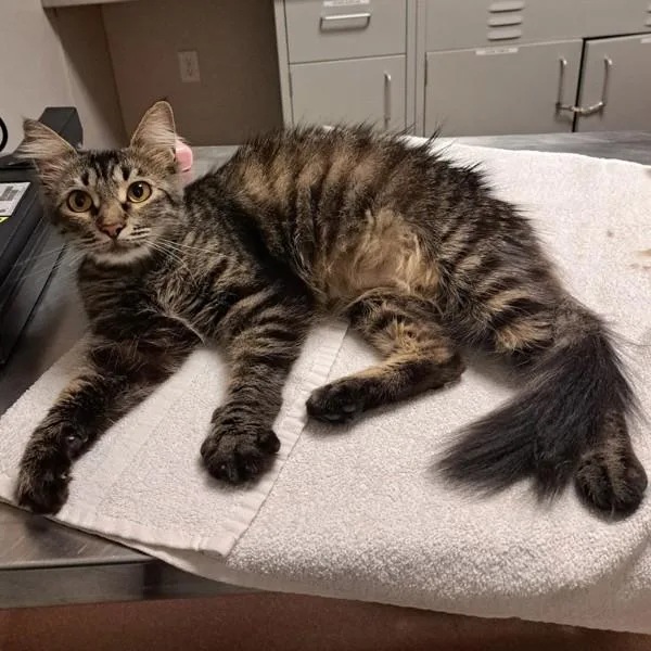 An adult small-sized female Domestic Medium Hair cat named Magic for adoption in Oakland, CA