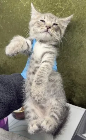 A baby small-sized male Domestic Short Hair cat named Wizard for adoption in Riverside, CA
