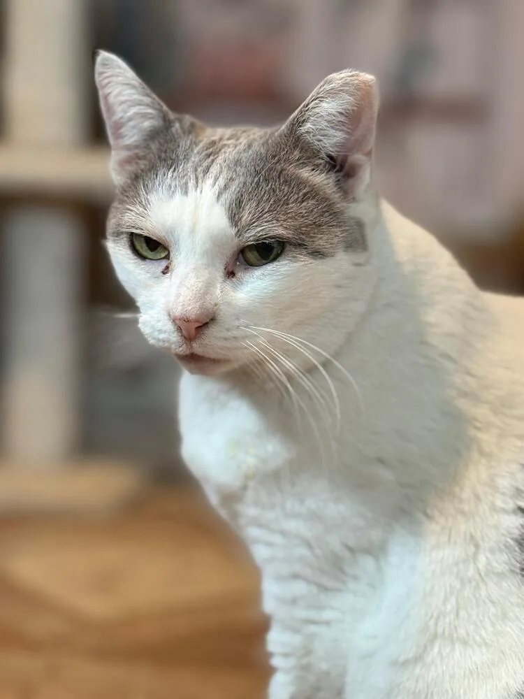 An adult medium-sized female Gray & White Domestic Short Hair cat named Momma B for adoption in Skippack, PA