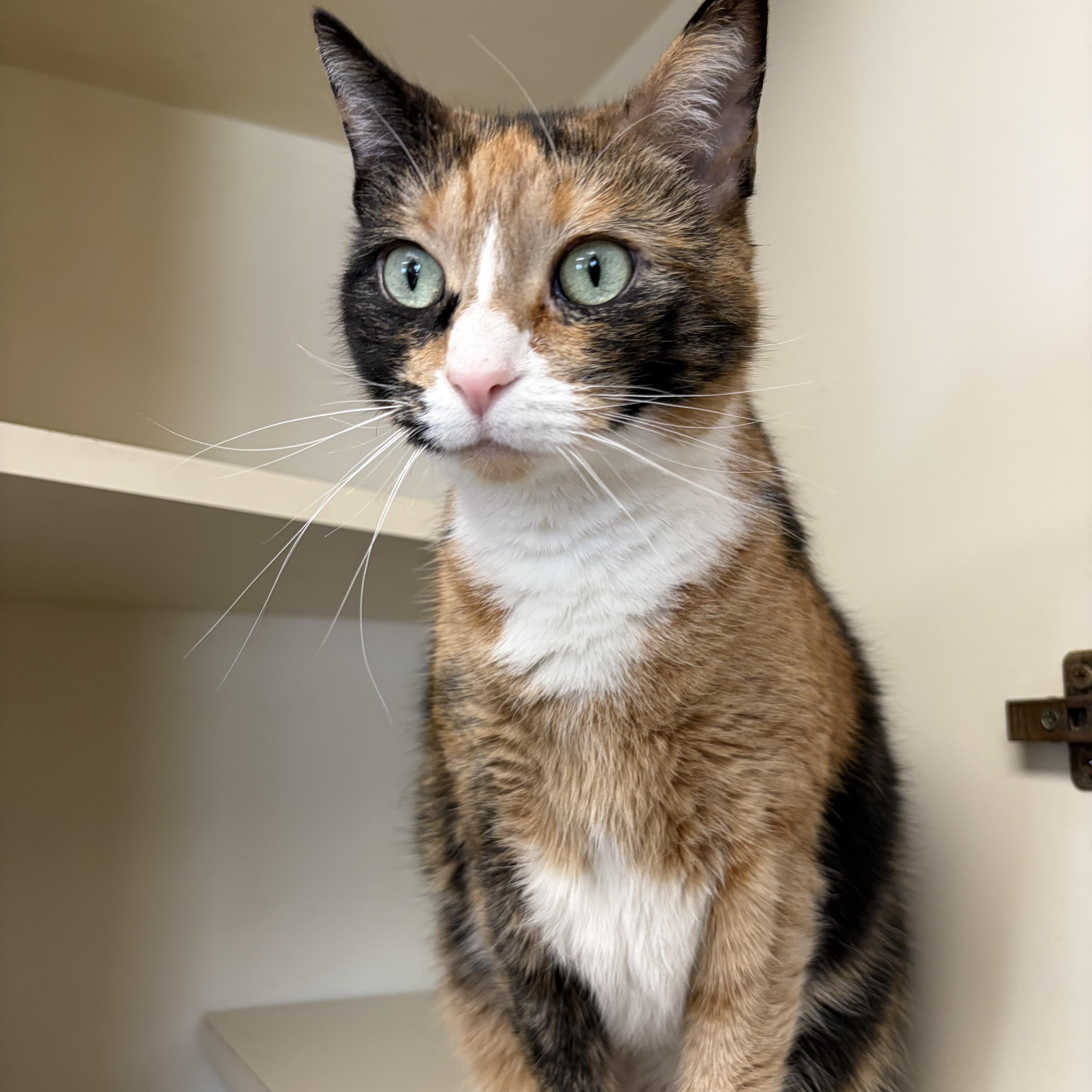 An adult medium-sized female Calico Domestic Short Hair cat named Toe Beans for adoption in Somerset, NJ