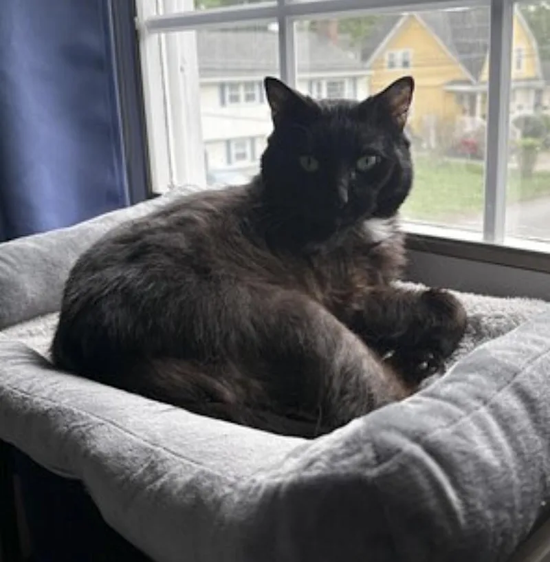 A senior large-sized female Black Domestic Short Hair cat named Madam for adoption in Amherst, MA