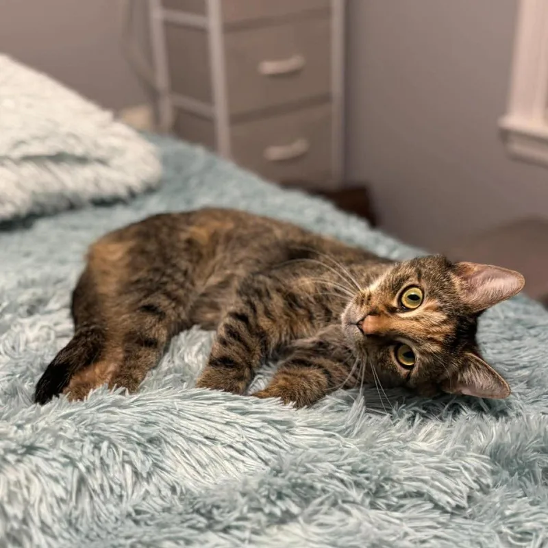 A young medium-sized female Torbie Domestic Short Hair cat named Confetti for adoption in Jarrettsville, MD