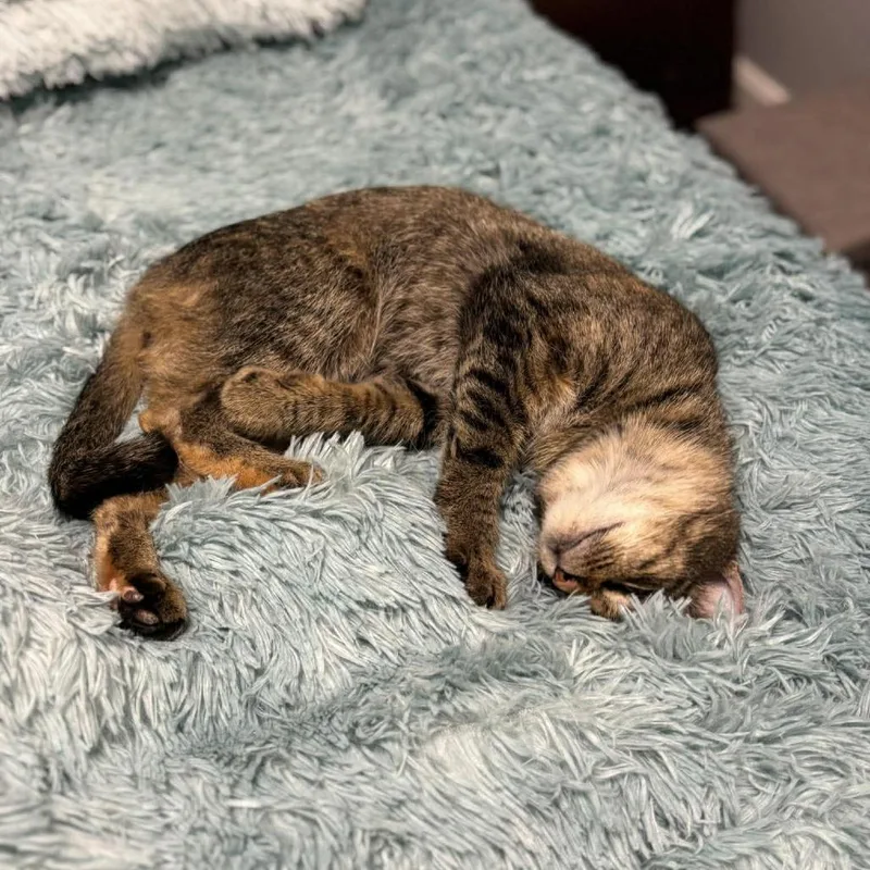 Confetti thumbnail 4