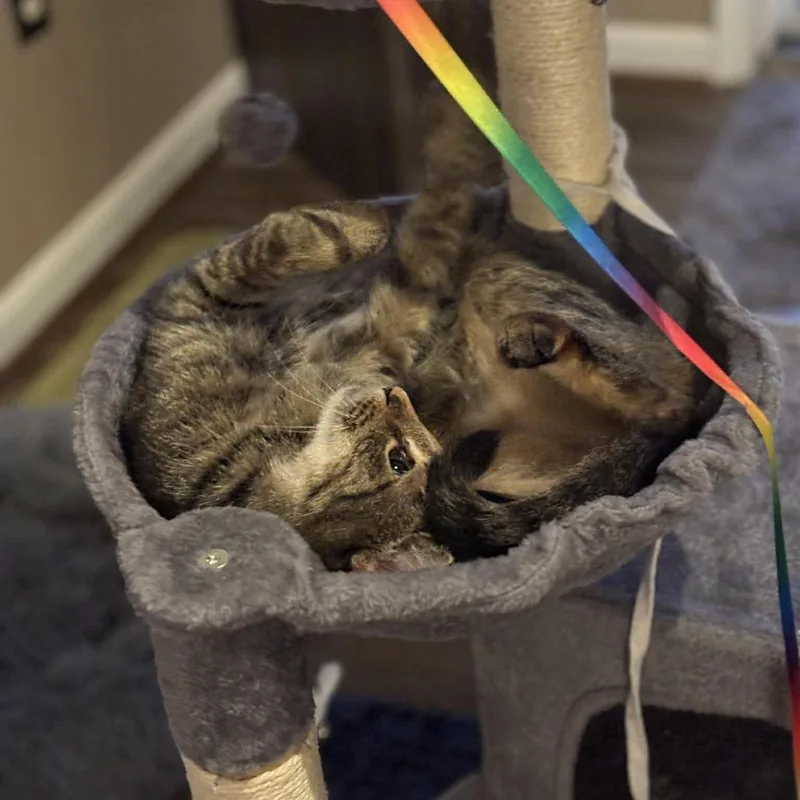 Confetti thumbnail 6