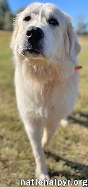 Oso In Ct  thumbnail 2