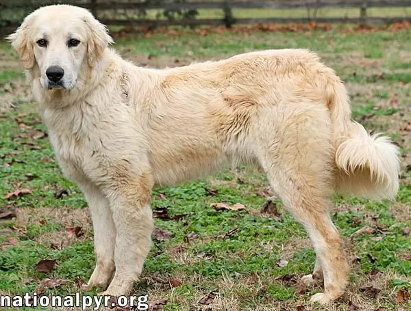 Oso In Ct  thumbnail 3