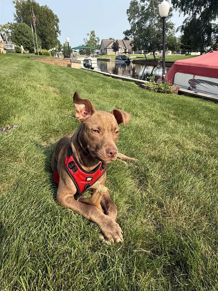 A baby medium-sized male Brown / Chocolate Mixed Breed dog named Travis for adoption in Clinton Township, MI