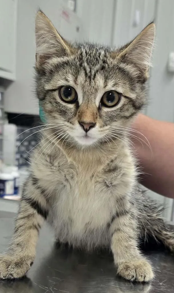A baby small-sized female Domestic Short Hair cat named Betty for adoption in Hillsdale, IN