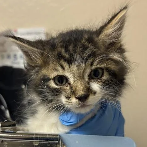 A baby small-sized male Brown / Chocolate Domestic Long Hair cat named Bubble Bass for adoption in Tempe, AZ