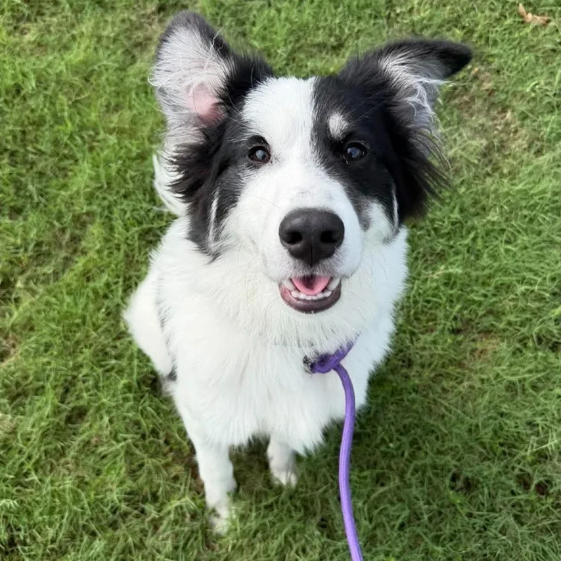 A young medium-sized male Australian Shepherd dog named Domino for adoption in South Elgin, IL