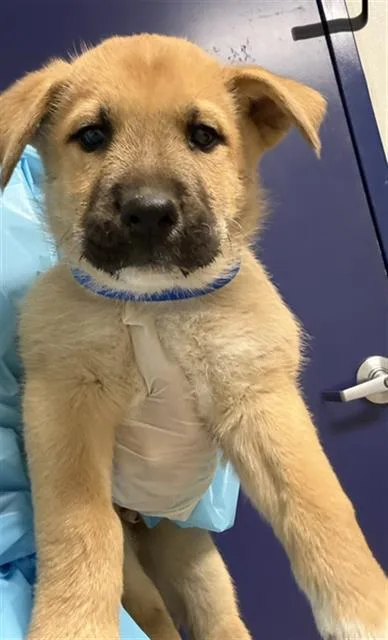 A baby small-sized male Black Shepherd dog named Franco URGENT for adoption in Thousand Oaks, CA