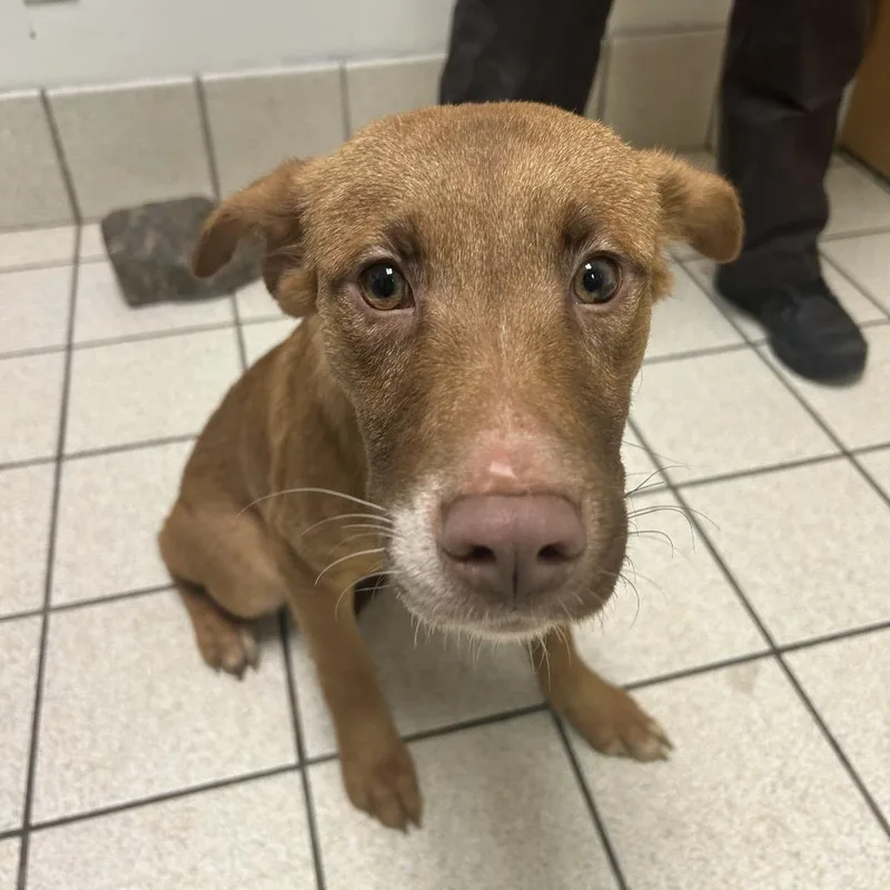 A young medium-sized male Red / Chestnut / Orange Mixed Breed dog named Iou for adoption in Charleston, WV