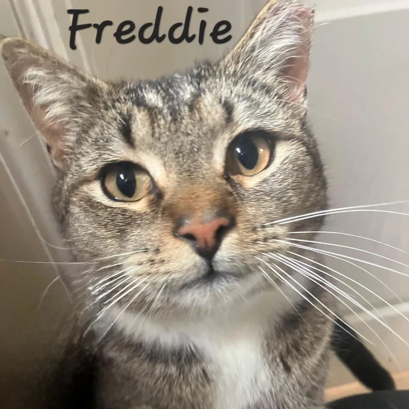 An adult large-sized male Brown / Chocolate Domestic Short Hair cat named Freddie for adoption in Waldorf, MD