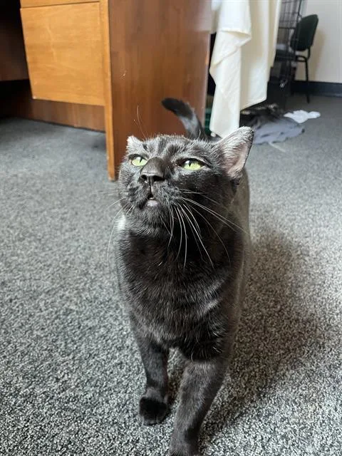 An adult small-sized male Domestic Short Hair cat named Lucky for adoption in Boston, MA