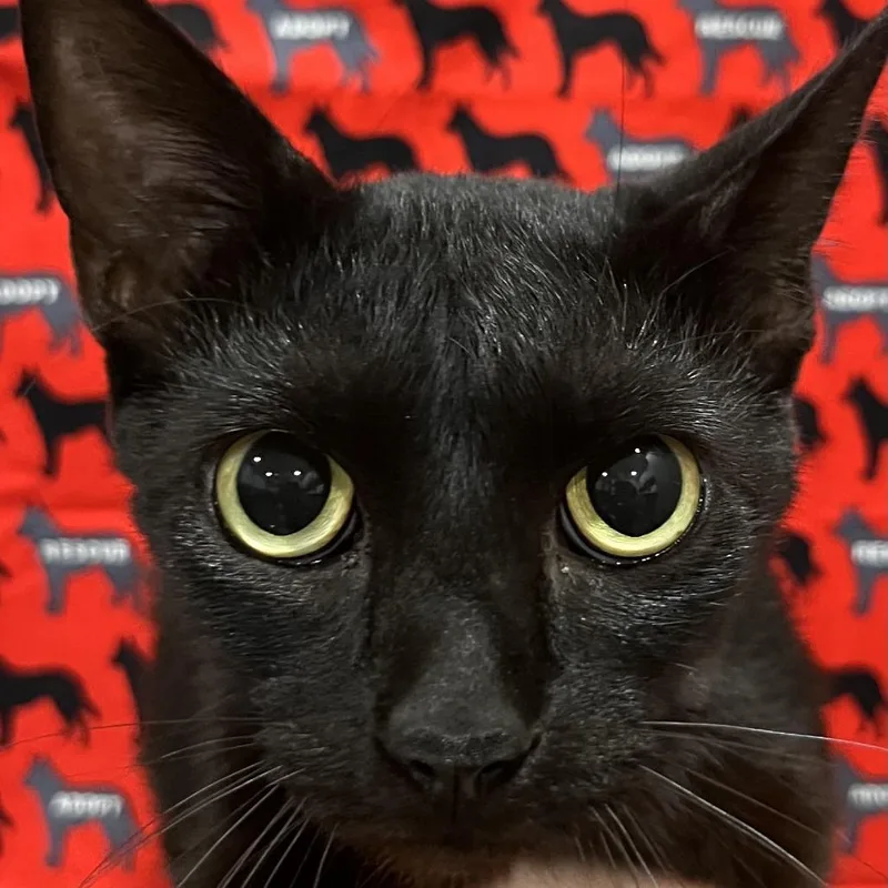 A young medium-sized female Black Domestic Short Hair cat named Zoodles for adoption in Washburn, MO