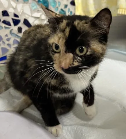 An adult medium-sized female Domestic Short Hair cat named Tortellini for adoption in Pensacola, FL