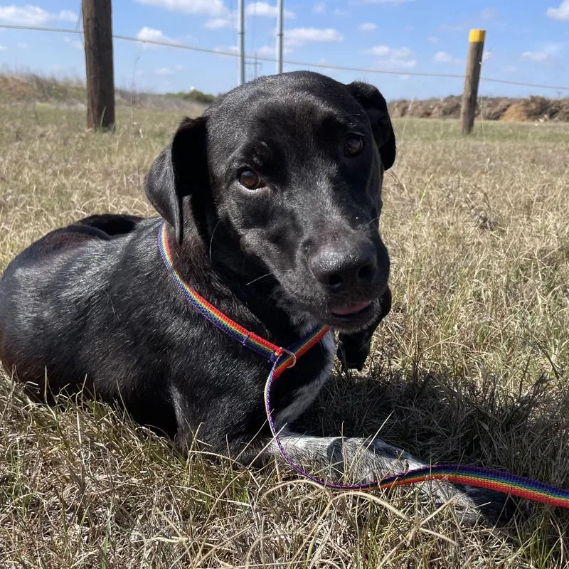 An adult medium-sized female Black Labrador Retriever dog named Juni for adoption in Wimberley, TX