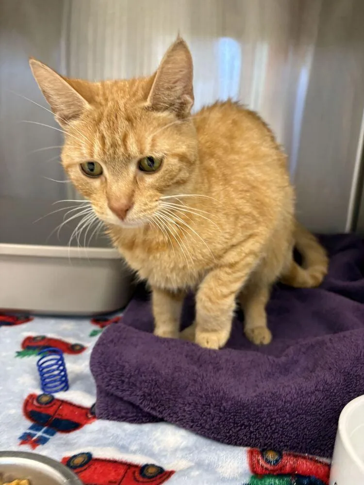 An adult medium-sized female Orange / Red Tabby cat named DoraLee for adoption in Bowling Green, OH