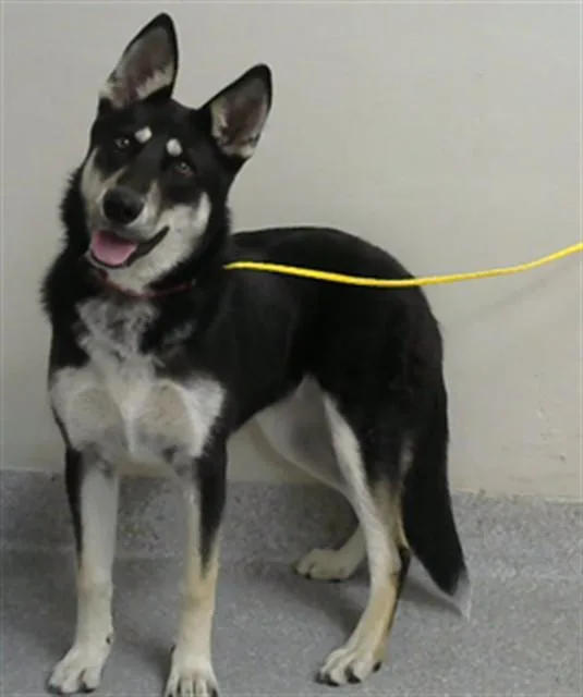 A young medium-sized female Siberian Husky dog named Shirley Temple for adoption in Pasadena, TX