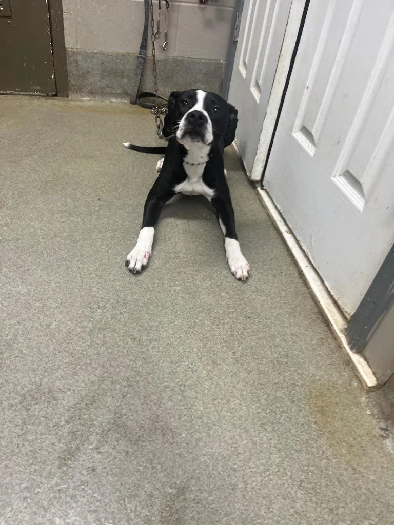A baby medium-sized male Pit Bull Terrier dog named Finn for adoption in Hopkinsville, KY