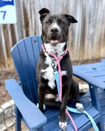 An adult large-sized male Labrador Retriever dog named Dougie for adoption in Washington, DC