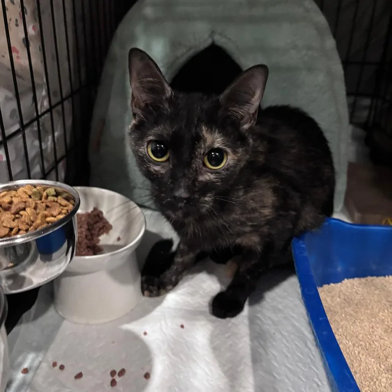 An adult medium-sized female Black Domestic Short Hair cat named Sunmeow for adoption in Middle Village, NY