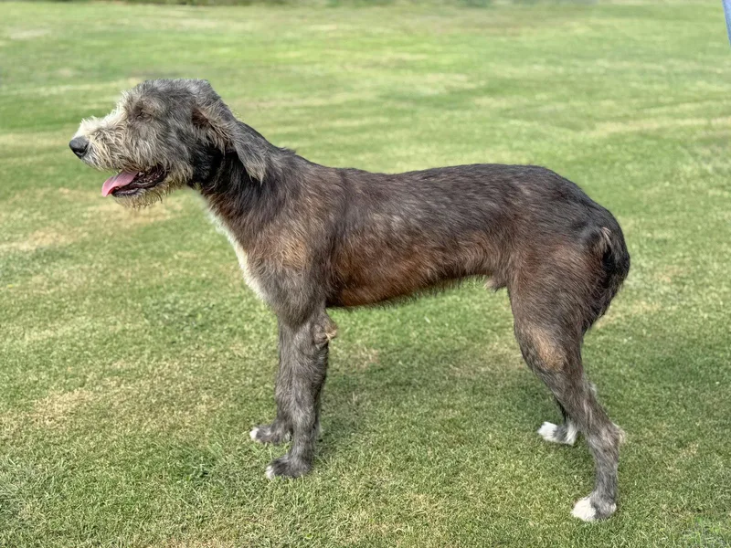 An adult large-sized male Irish Wolfhound dog named Dylan for adoption in Helotes, TX