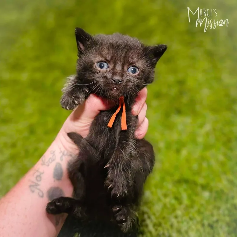 A baby medium-sized female Black Domestic Short Hair cat named Charcoal for adoption in Spokane , WA