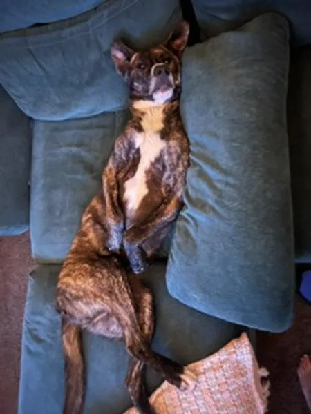 A young large-sized male Shepherd dog named Rocket Man for adoption in San Diego, CA