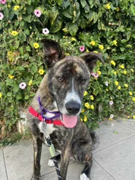 Rocket Man thumbnail 3