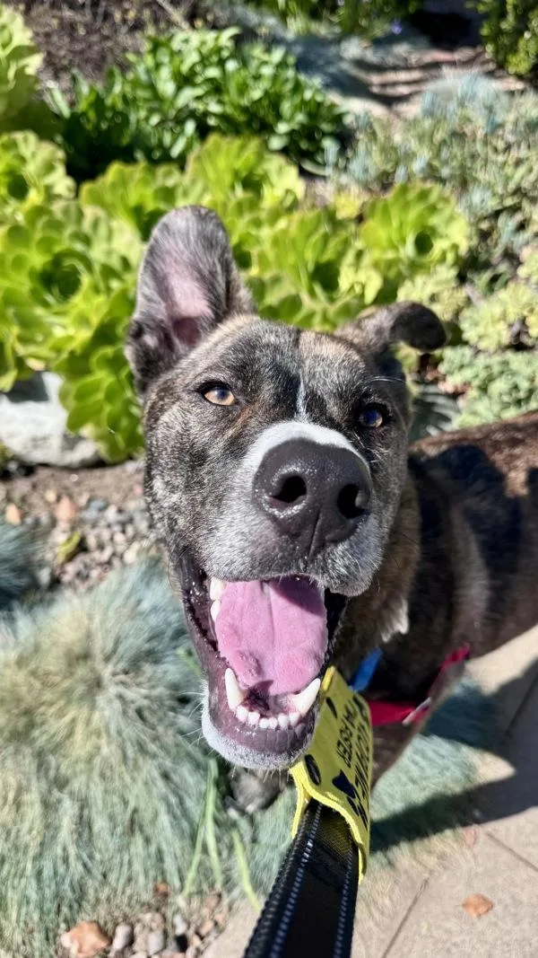 Rocket Man thumbnail 5