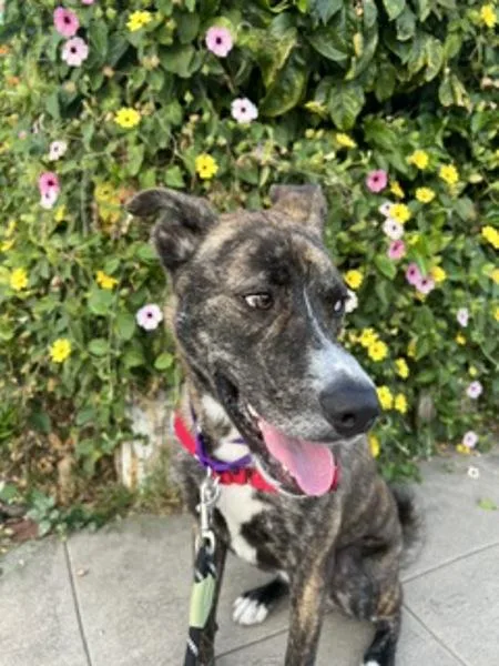 Rocket Man thumbnail 6