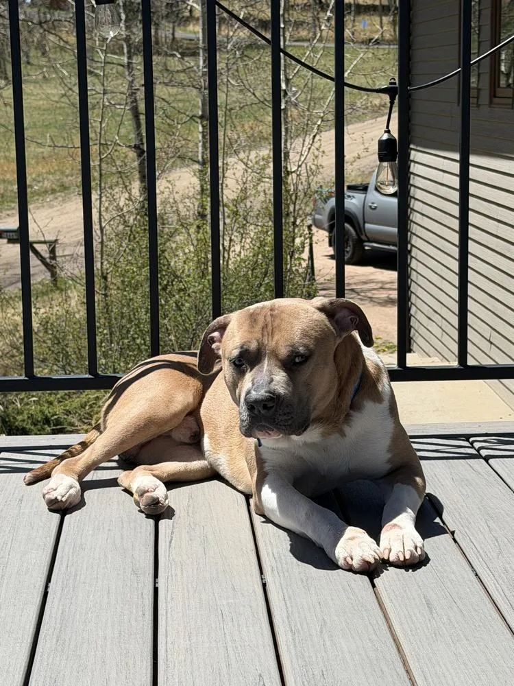 An adult large-sized male Pit Bull Terrier dog named Bugs for adoption in Broomfield, CO