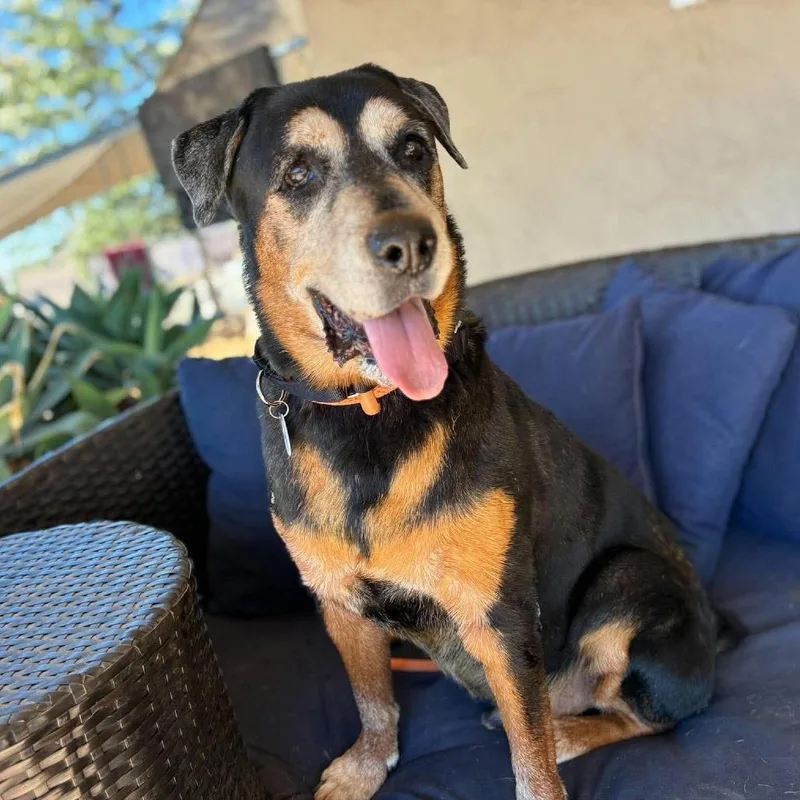 A senior large-sized male Brown / Chocolate Rottweiler dog named Rockford for adoption in Ramona, CA