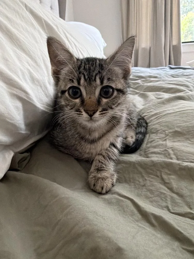 Pixie Stix thumbnail 2