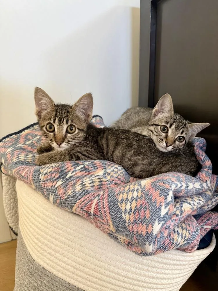 Pixie Stix thumbnail 3