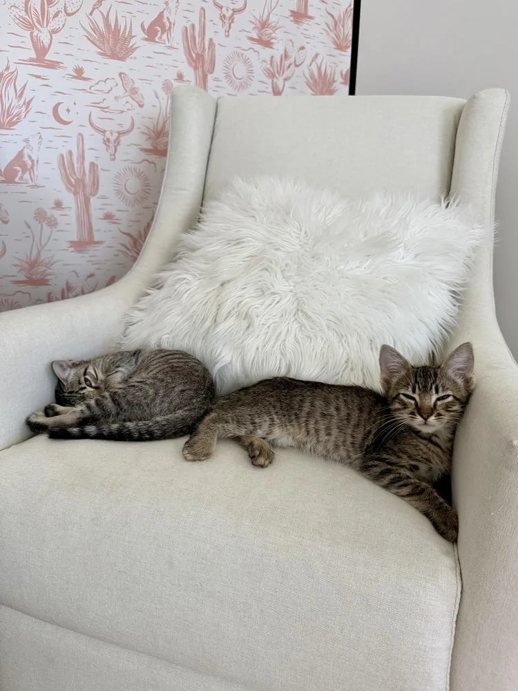 Pixie Stix thumbnail 5