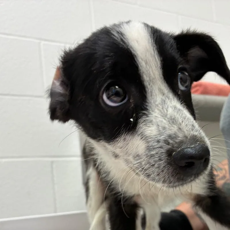 A baby small-sized male Black Australian Cattle Dog / Blue Heeler dog named Slurpee for adoption in Corpus Christi, TX