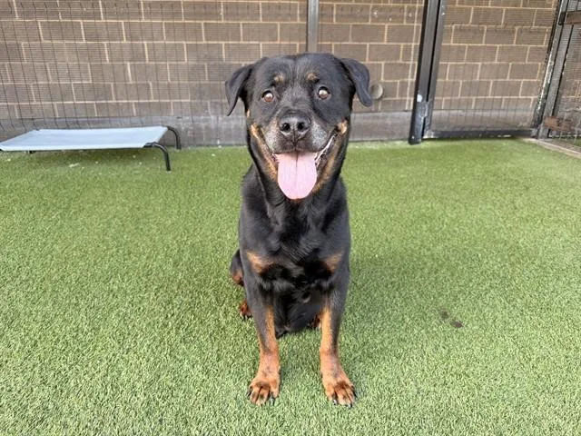 An adult large-sized male Rottweiler dog named Randy for adoption in Garland, TX