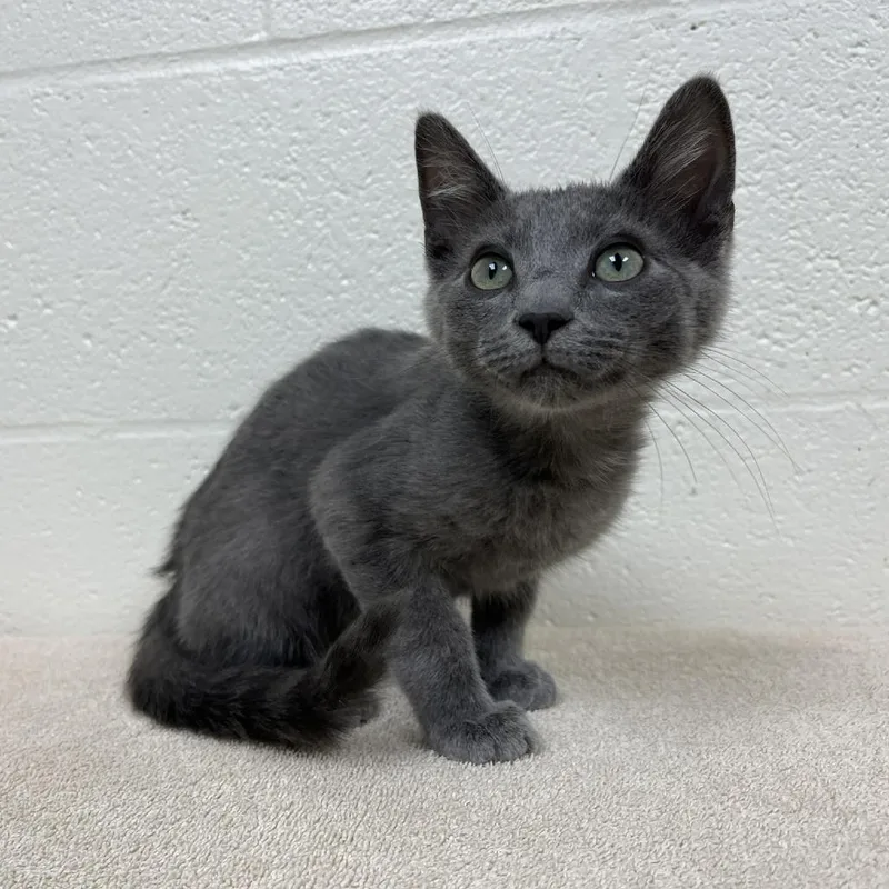 A baby medium-sized male Gray / Blue / Silver Domestic Short Hair cat named Champa for adoption in Verona, VA
