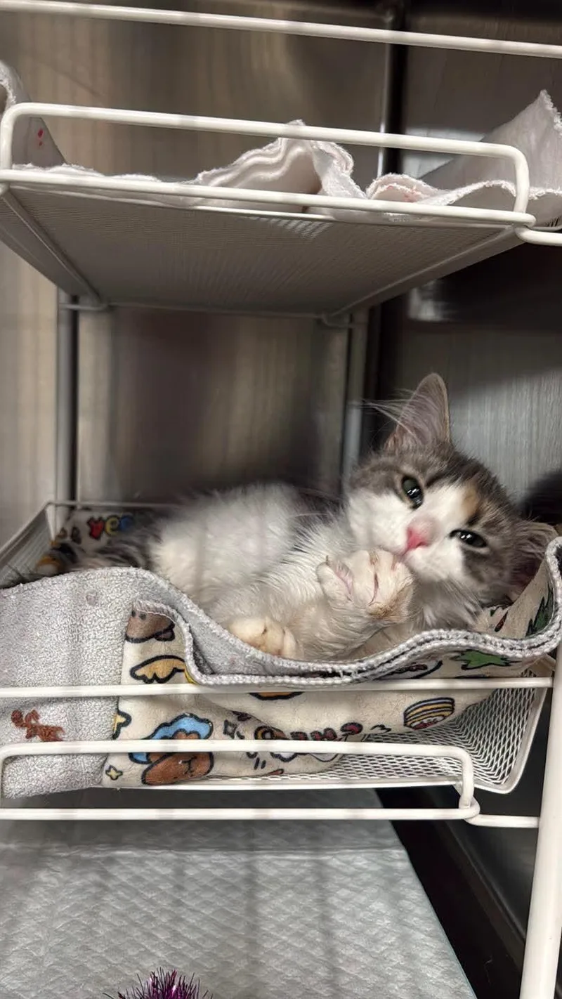 A baby small-sized female Calico cat named Lucy for adoption in Galloway, NJ