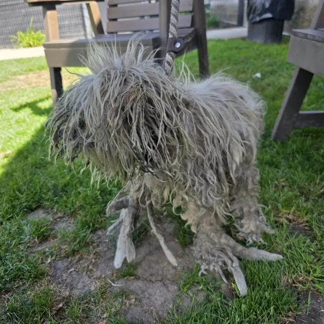 A senior small-sized male Poodle dog named Jack for adoption in Long Beach, CA
