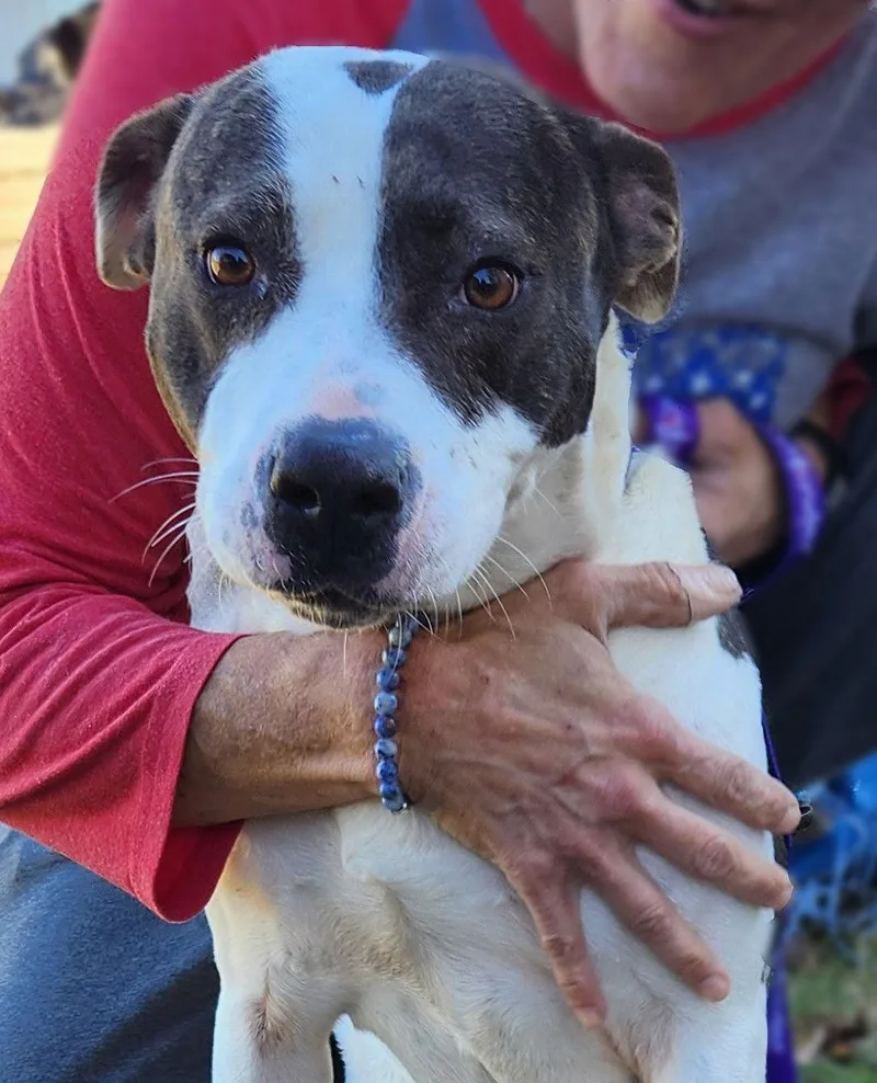 Henrietta thumbnail 2