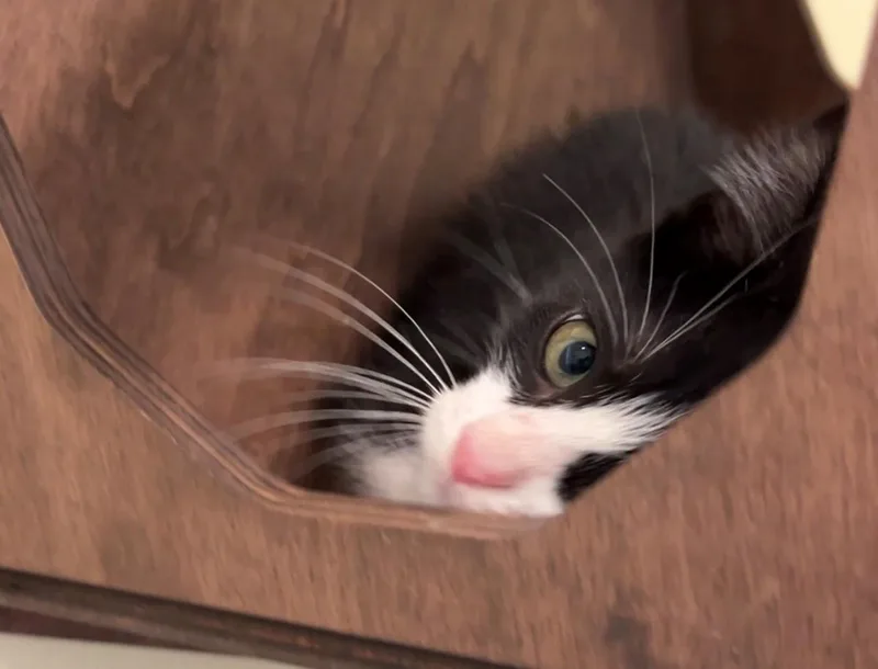 A baby medium-sized male Black & White / Tuxedo Domestic Short Hair cat named Frito for adoption in Nashville, TN